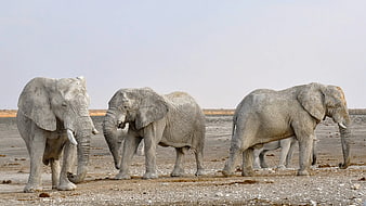 African Elephants Walking in a Row on Dry Salt Pan