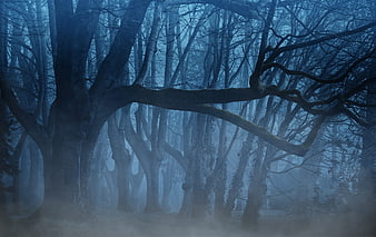Mystical foggy forest with twisted trees and blue atmosphere