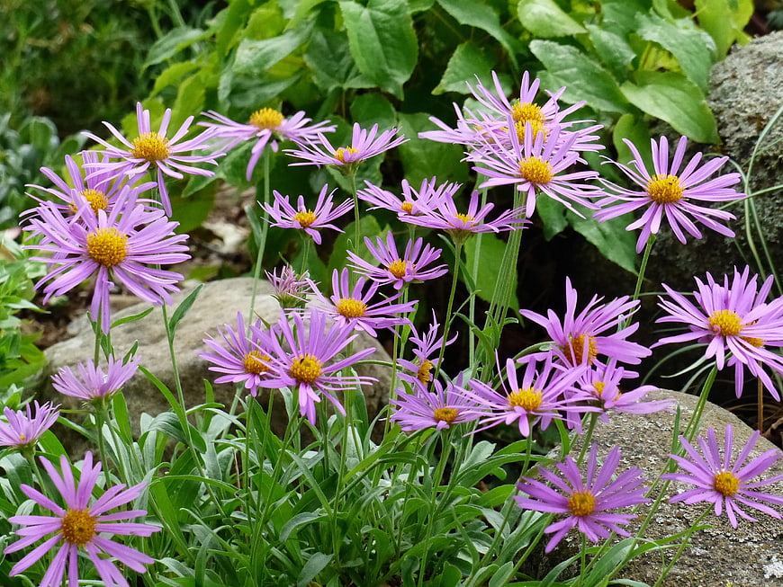 Purple Aster Flowers Blooming in a Garden