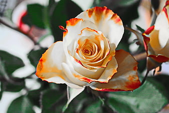 Close-up of White Rose with Orange Edges