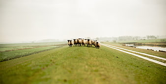 Flock of sheep standing on grassy dike in misty landscape