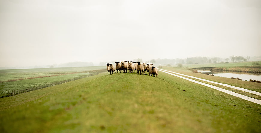 Flock of sheep standing on grassy dike in misty landscape