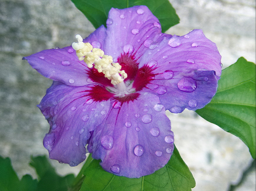 Close-up of purple hibiscus flower with water droplets