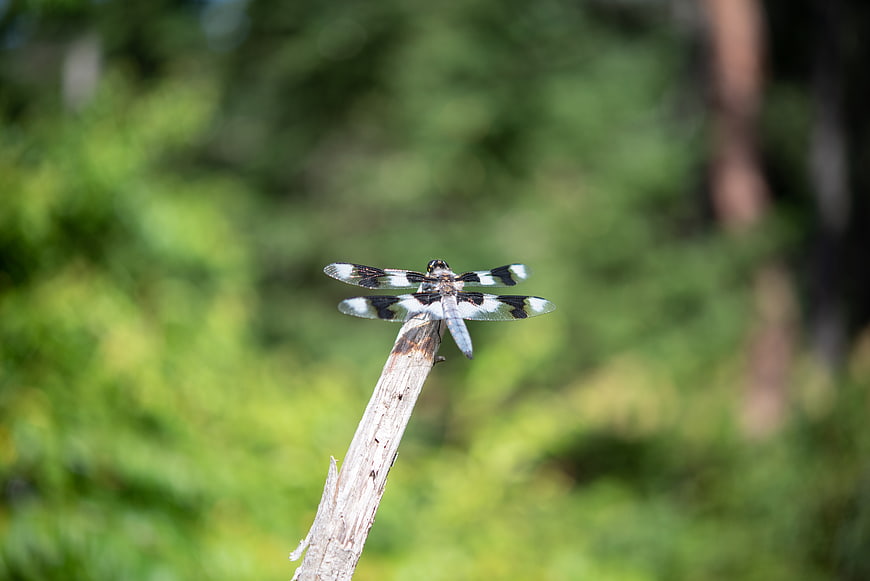 Dragonfly perched on a branch with green bokeh background