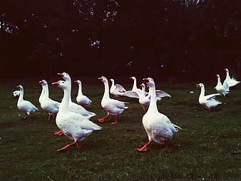 Flock of white geese walking on grass in a park