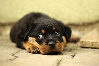 Cute Rottweiler Puppy Lying on Pavement