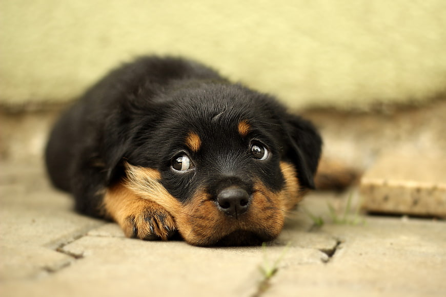 Cute Rottweiler Puppy Lying on Pavement