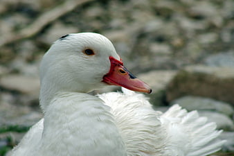 Close-up of a white Muscovy duck with red beak