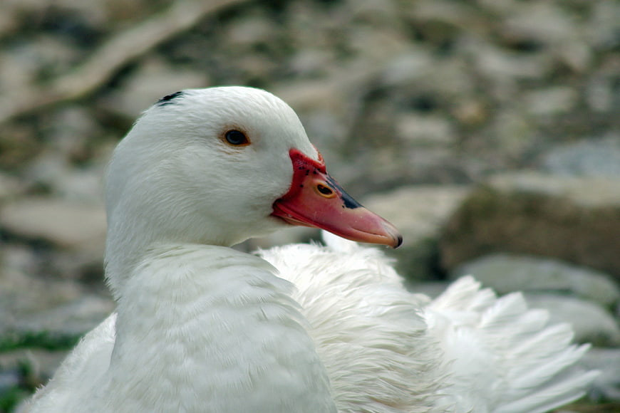 Close-up of a white Muscovy duck with red beak