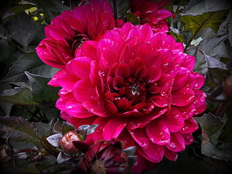 Vibrant Pink Dahlia with Raindrops Close Up