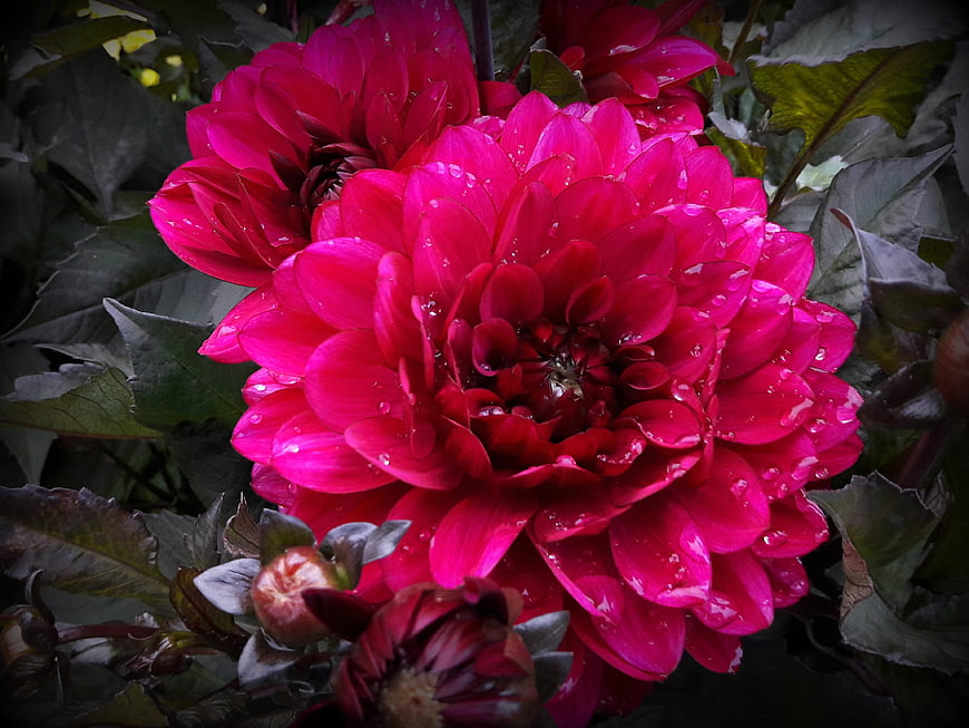 Vibrant Pink Dahlia with Raindrops Close Up