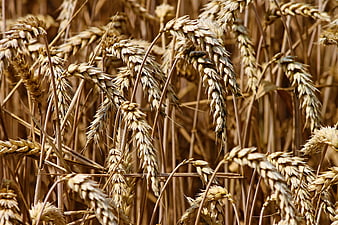 Close-up of golden ripe wheat ears in a field