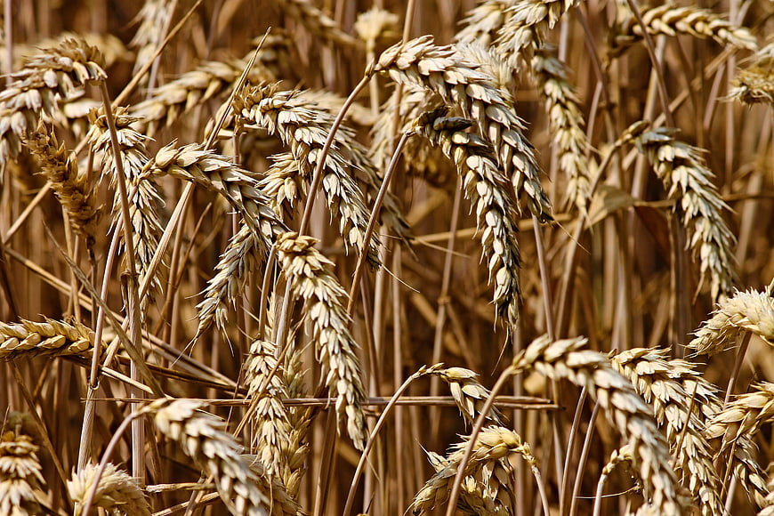 Close-up of golden ripe wheat ears in a field