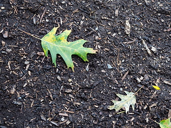 Green Oak Leaf on Dark Mulch Soil Background