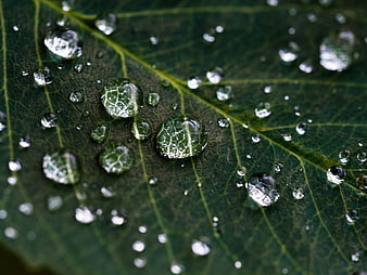 Macro shot of water droplets on a green leaf
