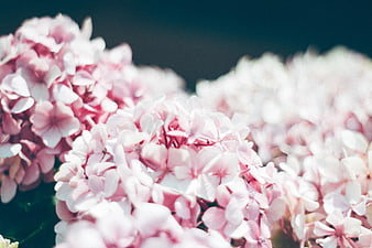 Close-up of Pink and White Hydrangea Flowers