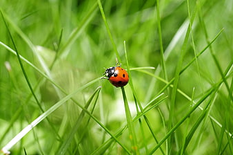 Red Ladybug on Green Grass Blade Close-Up