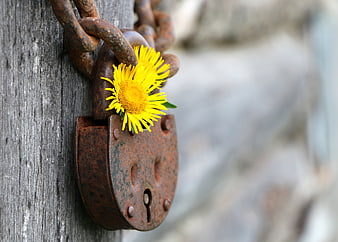 Rusty padlock with yellow flower on wooden post