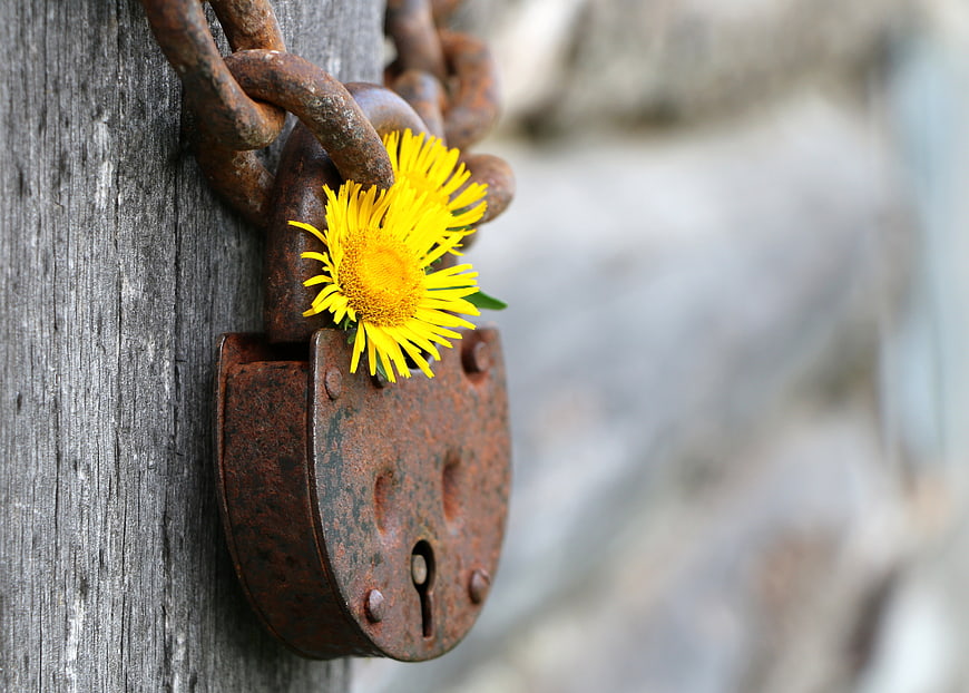 Rusty padlock with yellow flower on wooden post