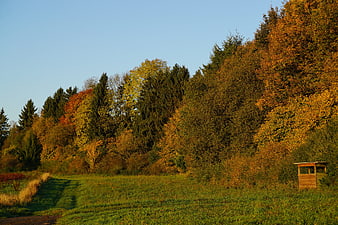 Serene Autumn Forest Landscape with Golden Trees and Blue Sky