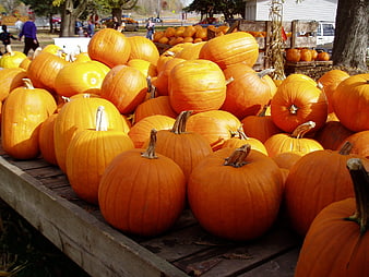 Fresh Orange Pumpkins Piled on Wooden Display at Fall Farm