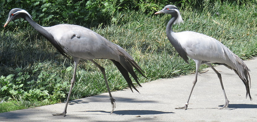Two Demoiselle Cranes Walking on a Concrete Path
