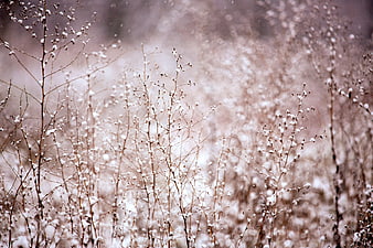 Snow-covered brown branches in a winter forest