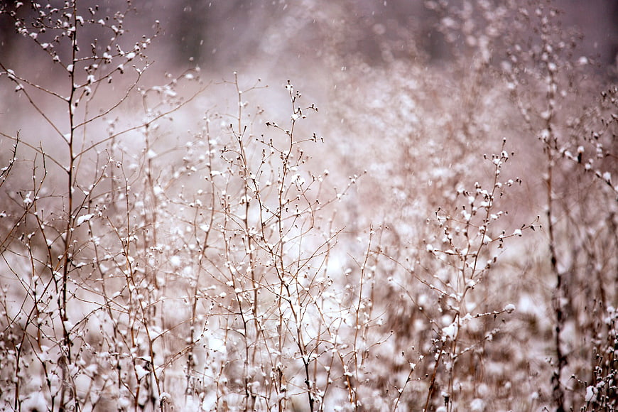 Snow-covered brown branches in a winter forest