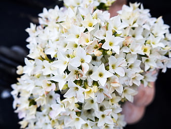 Close-up of white star-shaped flowers held in hand