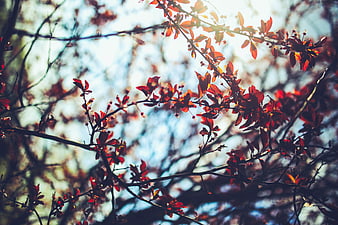 Sunlit cherry plum branches with red leaves against blue sky