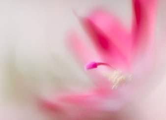 Abstract Macro of Pink Flower Stamen and Petals