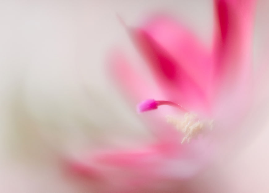 Abstract Macro of Pink Flower Stamen and Petals
