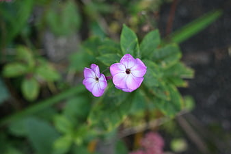 Close-up of two pink phlox flowers with green leaves