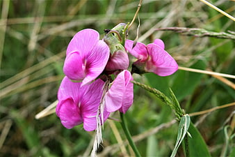 Close-up of vibrant pink wildflowers in a grassy field