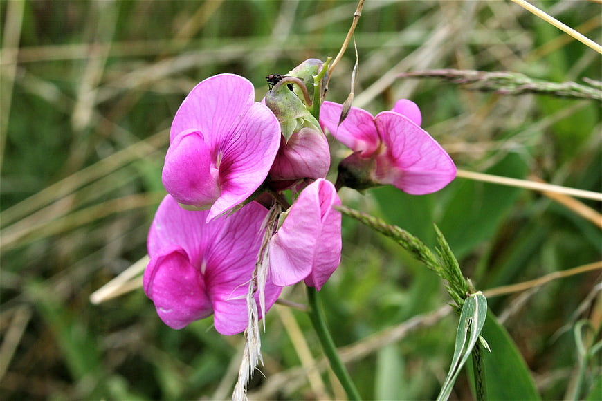 Close-up of vibrant pink wildflowers in a grassy field