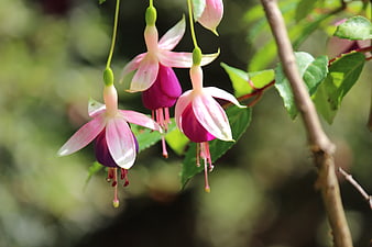Pink and Purple Fuchsia Flowers Hanging in Garden