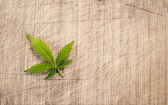 Single cannabis leaf on scratched wooden cutting board background