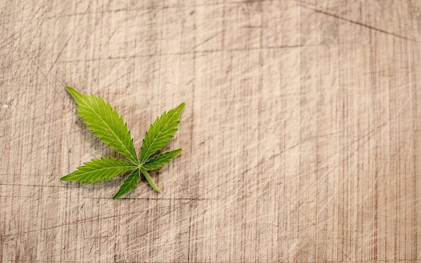 Single cannabis leaf on scratched wooden cutting board background