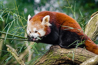 Red Panda Eating Bamboo on Tree Branch