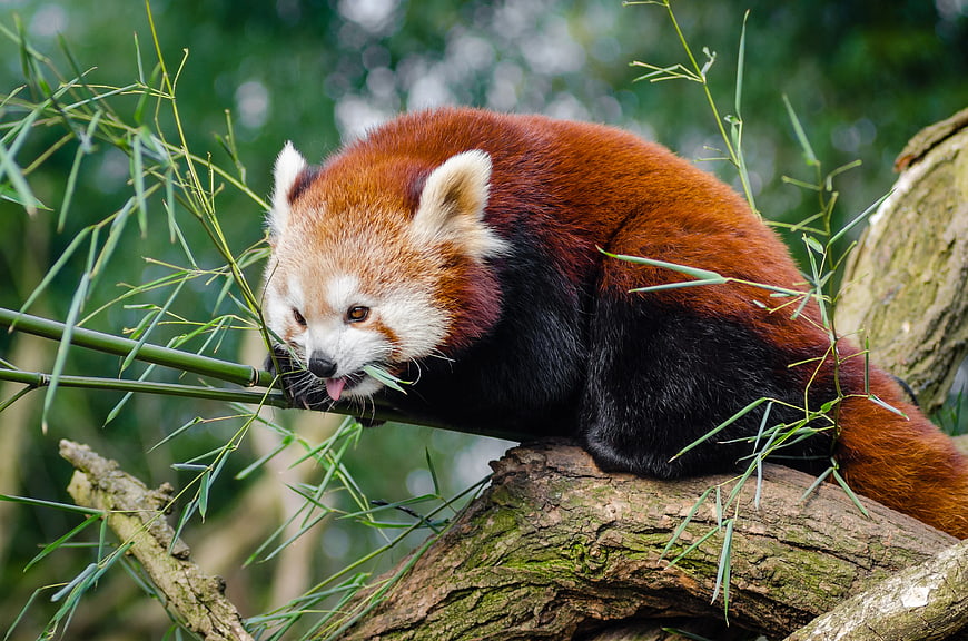 Red Panda Eating Bamboo on Tree Branch