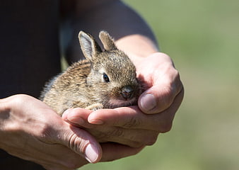 Cute baby rabbit held gently in human hands outdoors