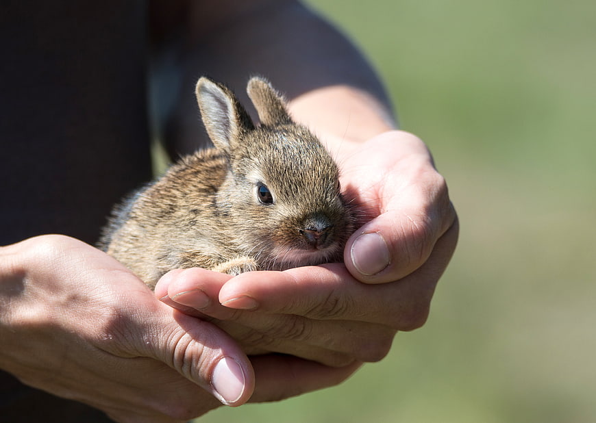 Cute baby rabbit held gently in human hands outdoors