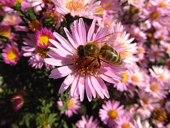 Honey Bee Pollinating Pink Aster Flower Close Up
