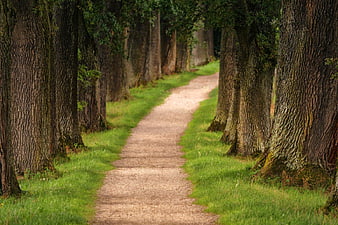 Scenic Gravel Path Through Tall Trees in a Park