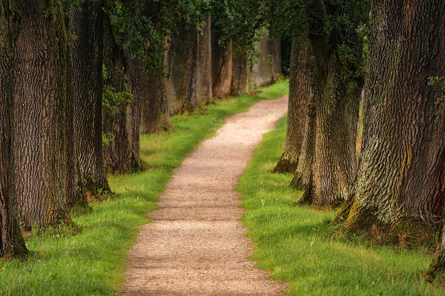 Scenic Gravel Path Through Tall Trees in a Park