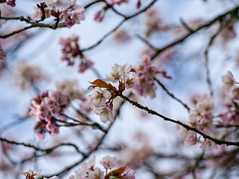 Close-up of delicate pink cherry blossoms on a branch