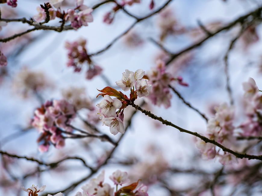 Close-up of delicate pink cherry blossoms on a branch