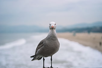 Seagull Standing on Beach with Ocean Background