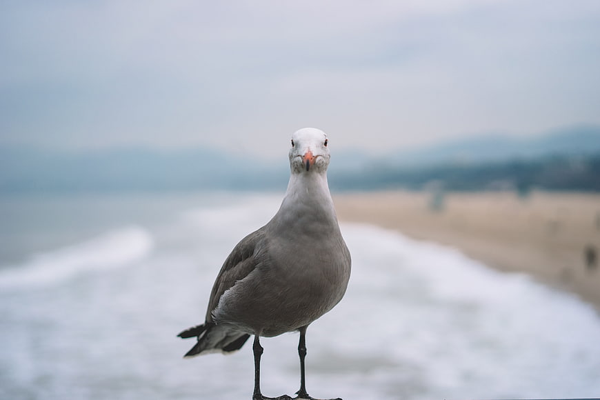 Seagull Standing on Beach with Ocean Background