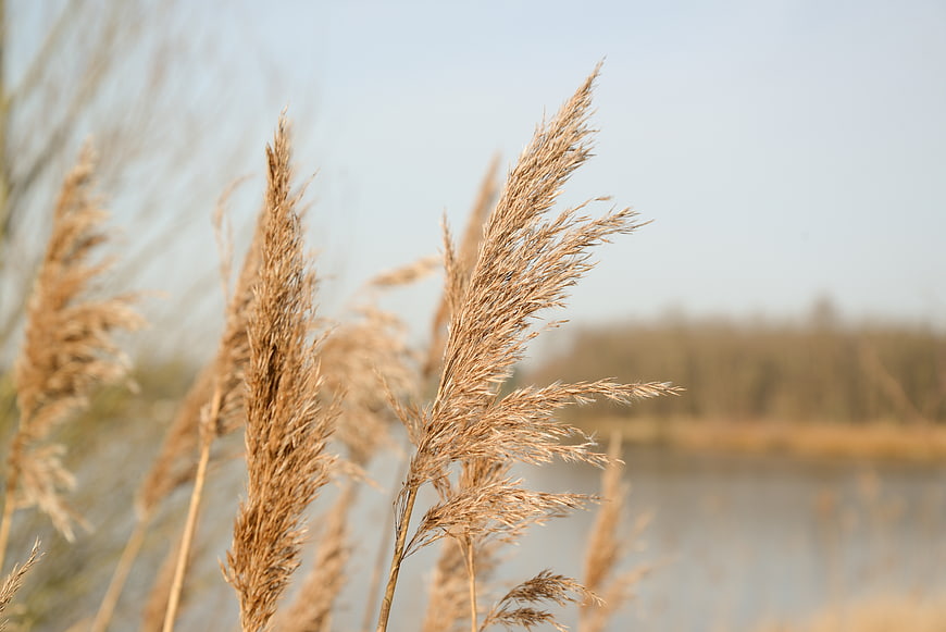 Dried reeds swaying in wind by a lake